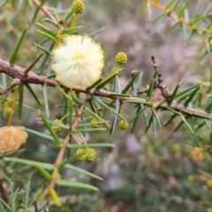 Acacia ulicifolia (Prickly Moses) at Wanniassa Hill - 28 Jul 2022 by Mike