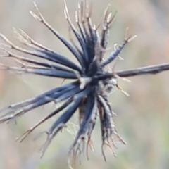 Bidens pilosa (Cobbler's Pegs, Farmer's Friend) at Jerrabomberra, ACT - 28 Jul 2022 by Mike