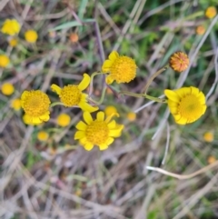 Senecio madagascariensis (Madagascan Fireweed, Fireweed) at Jerrabomberra, ACT - 28 Jul 2022 by Mike