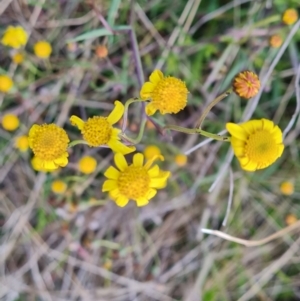 Senecio madagascariensis at Jerrabomberra, ACT - 28 Jul 2022 04:45 PM