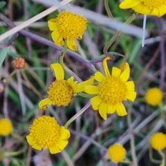 Senecio madagascariensis at Jerrabomberra, ACT - 28 Jul 2022