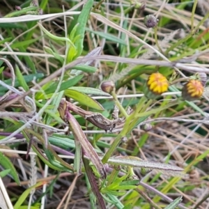 Senecio madagascariensis at Jerrabomberra, ACT - 28 Jul 2022