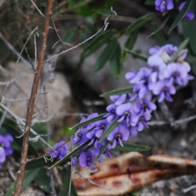 Hovea heterophylla (Common Hovea) at Jerrabomberra, ACT - 28 Jul 2022 by Harrisi