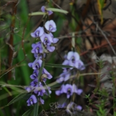 Hovea heterophylla at Jerrabomberra, ACT - 28 Jul 2022 01:04 PM