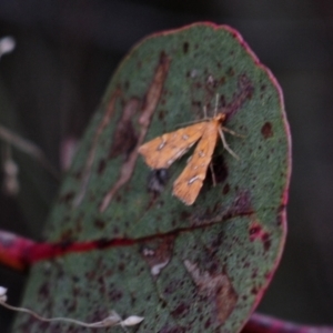 Musotima nitidalis at Jerrabomberra, ACT - 28 Jul 2022