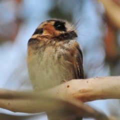 Aegotheles cristatus at Jerrabomberra, ACT - 28 Jul 2022