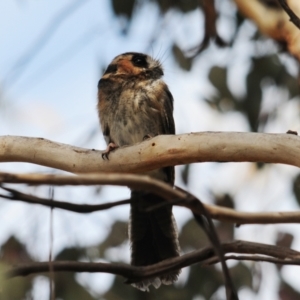 Aegotheles cristatus at Jerrabomberra, ACT - 28 Jul 2022 12:23 PM