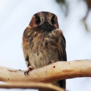 Aegotheles cristatus at Jerrabomberra, ACT - 28 Jul 2022 12:23 PM