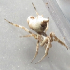 Philoponella congregabilis at Narrabundah, ACT - 24 Jul 2022