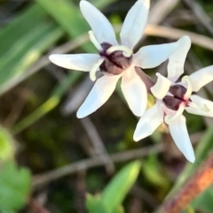 Wurmbea dioica subsp. dioica (Early Nancy) at Fentons Creek, VIC - 30 Jul 2022 by KL