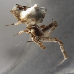 Philoponella sp. (genus) (Venomless spider) at Narrabundah, ACT - 24 Jul 2022 by RobParnell