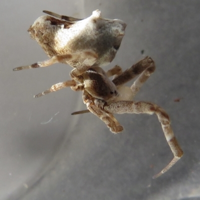 Philoponella sp. (genus) (Venomless spider) at Narrabundah, ACT - 24 Jul 2022 by RobParnell