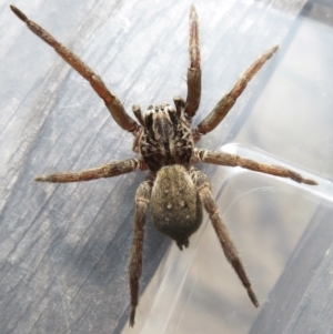 Mituliodon tarantulinus at Narrabundah, ACT - 26 Jul 2022