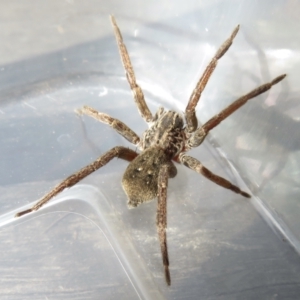 Mituliodon tarantulinus at Narrabundah, ACT - 26 Jul 2022