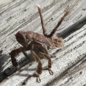 Fulgoroidea sp. (superfamily) at Narrabundah, ACT - 26 Jul 2022