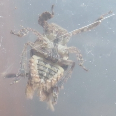 Fulgoroidea sp. (superfamily) at Narrabundah, ACT - 26 Jul 2022