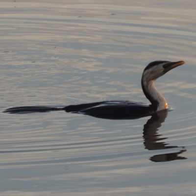Microcarbo melanoleucos (Little Pied Cormorant) at Coombs Ponds - 22 Mar 2022 by michaelb