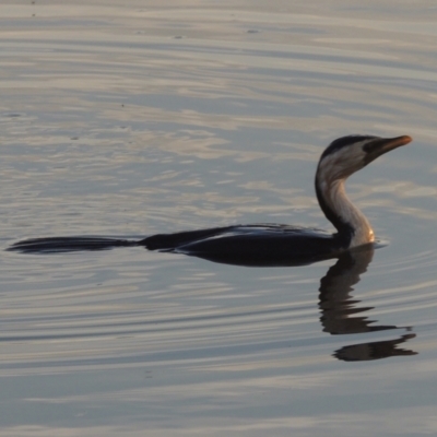 Microcarbo melanoleucos (Little Pied Cormorant) at Molonglo Valley, ACT - 22 Mar 2022 by michaelb