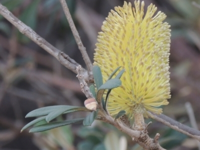 Banksia integrifolia subsp. integrifolia (Coast Banksia) at Merimbula, NSW - 18 Jul 2020 by MichaelBedingfield