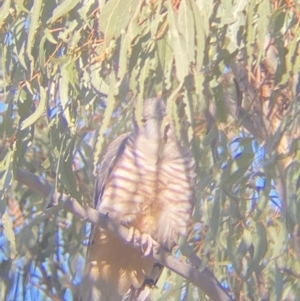 Aviceda subcristata at Red Hill, ACT - 29 Jul 2022