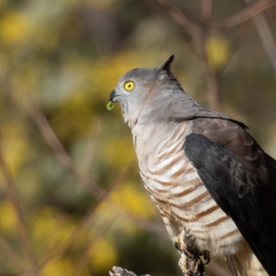 Aviceda subcristata (Pacific Baza) at Red Hill, ACT - 29 Jul 2022 by rawshorty