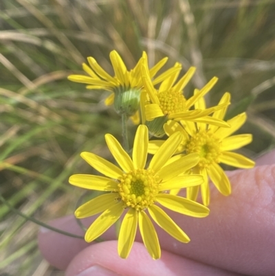 Senecio madagascariensis (Madagascan Fireweed, Fireweed) at Bruce, ACT - 29 Jul 2022 by Steve_Bok