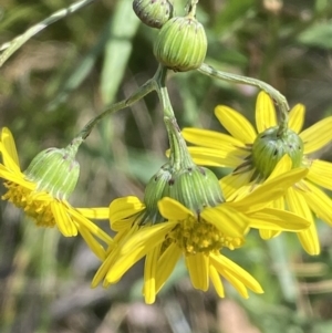 Senecio madagascariensis at Bruce, ACT - 29 Jul 2022