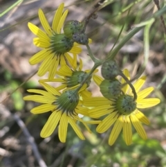 Senecio madagascariensis at Bruce, ACT - 29 Jul 2022