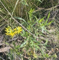 Senecio madagascariensis at Bruce, ACT - 29 Jul 2022