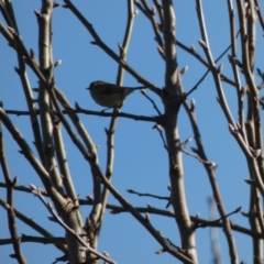 Acanthiza pusilla (Brown Thornbill) at McKellar, ACT - 11 Jul 2022 by Amata