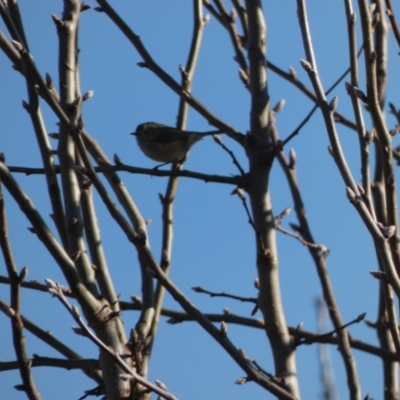 Acanthiza pusilla (Brown Thornbill) at McKellar, ACT - 11 Jul 2022 by Amata