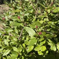 Viburnum tinus (Laurustinus) at Dickson Wetland Corridor - 29 Jul 2022 by Ned_Johnston