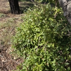 Viburnum tinus at Dickson, ACT - 29 Jul 2022 11:33 AM