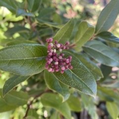 Viburnum tinus at Dickson, ACT - 29 Jul 2022 11:33 AM