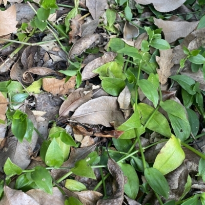 Tradescantia fluminensis (Trad, Wandering Jew) at O'Connor, ACT - 28 Jul 2022 by Ned_Johnston