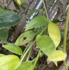 Tradescantia fluminensis at O'Connor, ACT - 28 Jul 2022