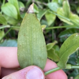 Tradescantia fluminensis at O'Connor, ACT - 28 Jul 2022