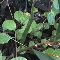 Pomaderris betulina subsp. actensis at Tennent, ACT - 14 Jul 2022