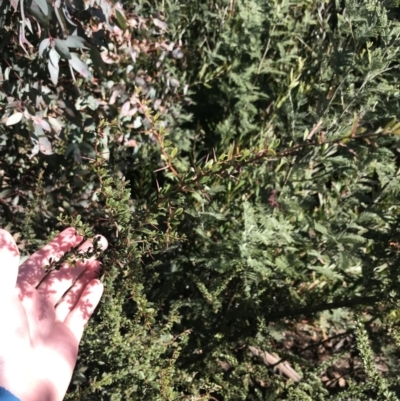 Bursaria spinosa subsp. lasiophylla (Australian Blackthorn) at Tennent, ACT - 14 Jul 2022 by Tapirlord