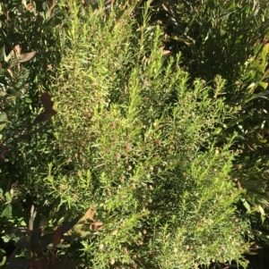 Olearia tenuifolia at Tennent, ACT - 14 Jul 2022 12:00 PM