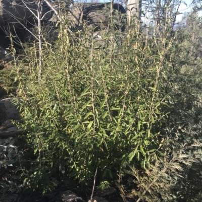 Olearia megalophylla (Large-leaf Daisy-bush) at Tennent, ACT - 14 Jul 2022 by Tapirlord