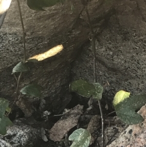 Passiflora cinnabarina at Tennent, ACT - 14 Jul 2022