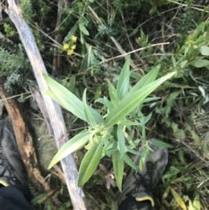 Ozothamnus stirlingii at Tennent, ACT - 14 Jul 2022