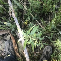 Ozothamnus stirlingii at Tennent, ACT - 14 Jul 2022