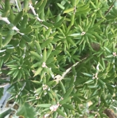 Monotoca scoparia (Broom Heath) at Tennent, ACT - 14 Jul 2022 by Tapirlord