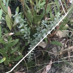 Oxylobium ellipticum at Tennent, ACT - 14 Jul 2022 10:24 AM