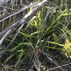 Dianella tasmanica (Tasman Flax Lily) at Tennent, ACT - 14 Jul 2022 by Tapirlord