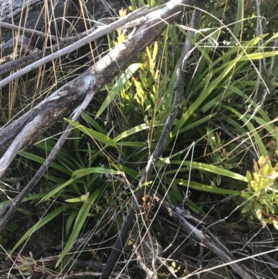 Dianella tasmanica (Tasman Flax Lily) at Tennent, ACT - 14 Jul 2022 by Tapirlord