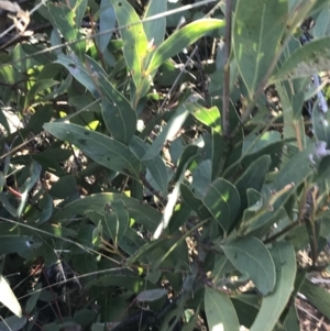 Acacia obliquinervia at Tennent, ACT - 14 Jul 2022