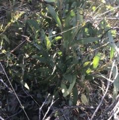 Acacia obliquinervia at Tennent, ACT - 14 Jul 2022